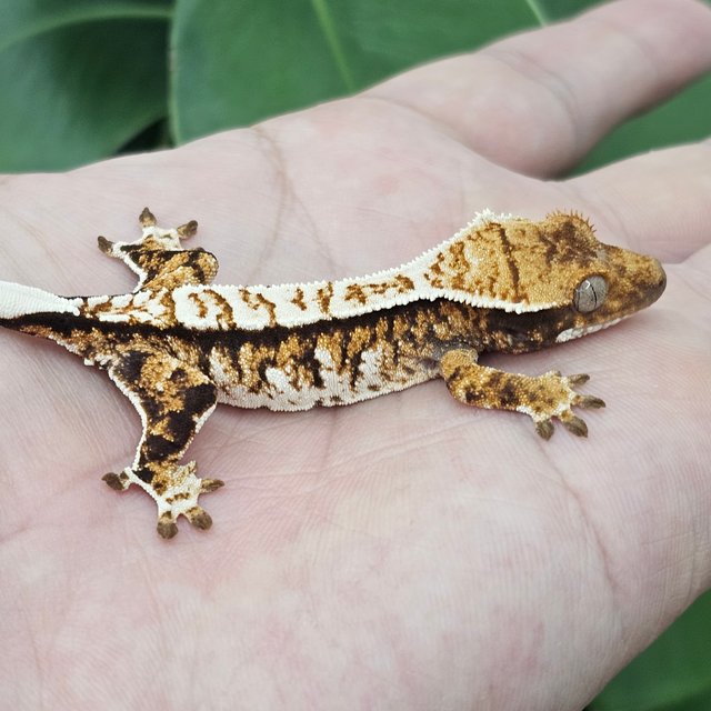 Tri Extreme Harlequin White Crown Tangerine Normal