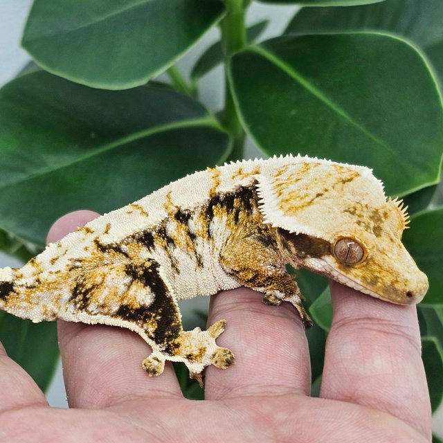 Tri White Spot Extreme Harlequin Normal