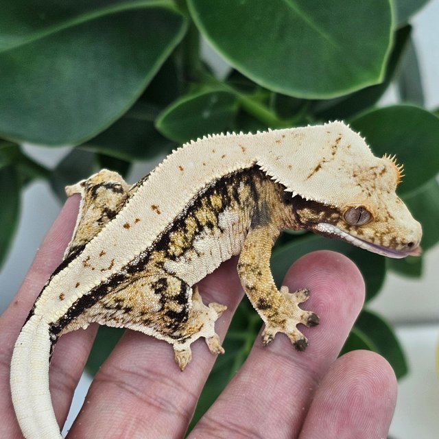 Normal Full Pinstripe Quad Drippy White Spot