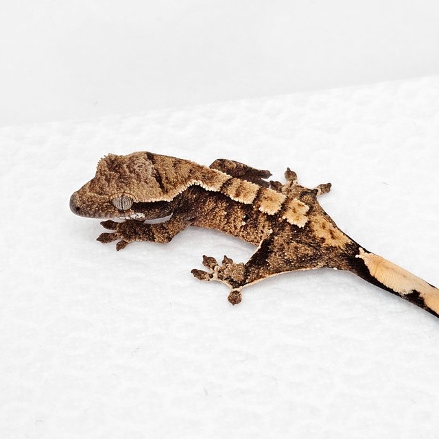 노멀 드리피 화이트스팟