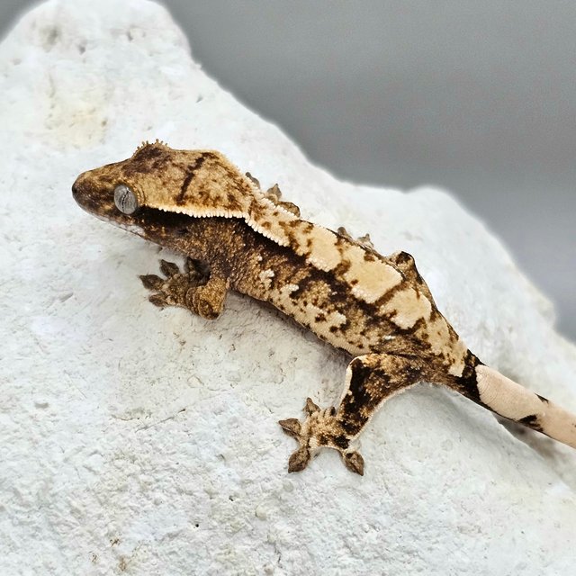 노멀 화이트스팟