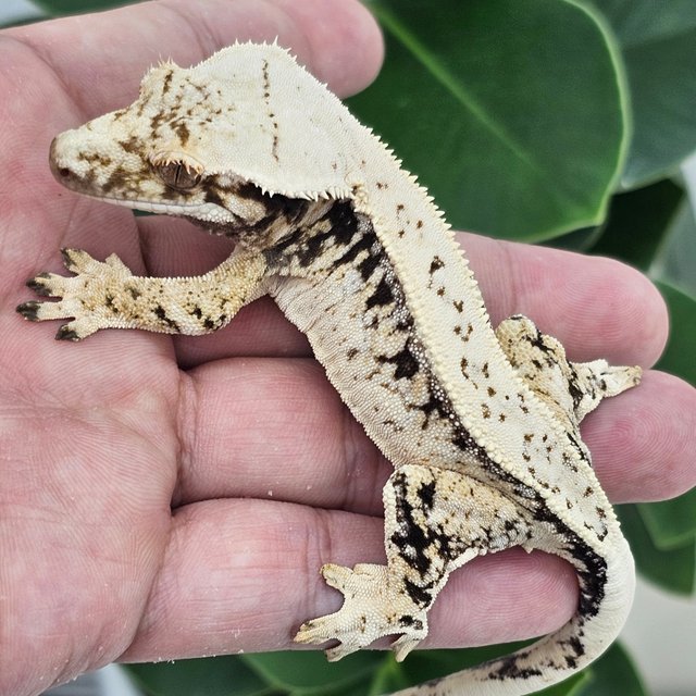 White Spot Drippy Normal Full Pinstripe