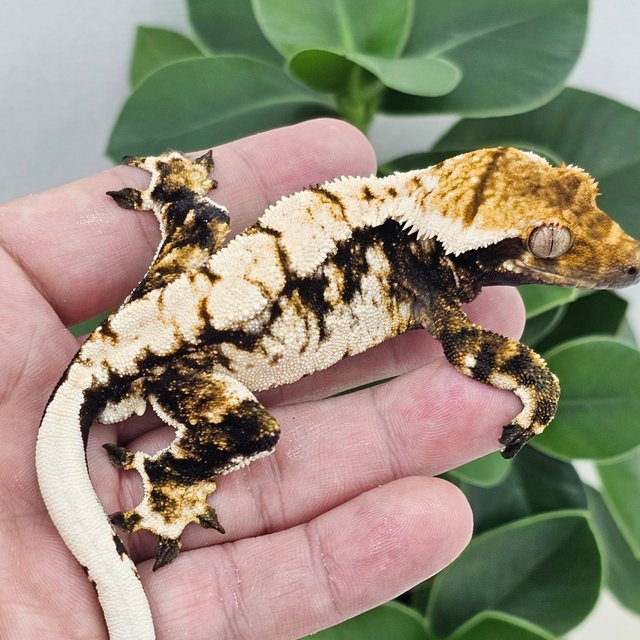 Normal Drippy White Crown Tri Extreme Harlequin White Spot