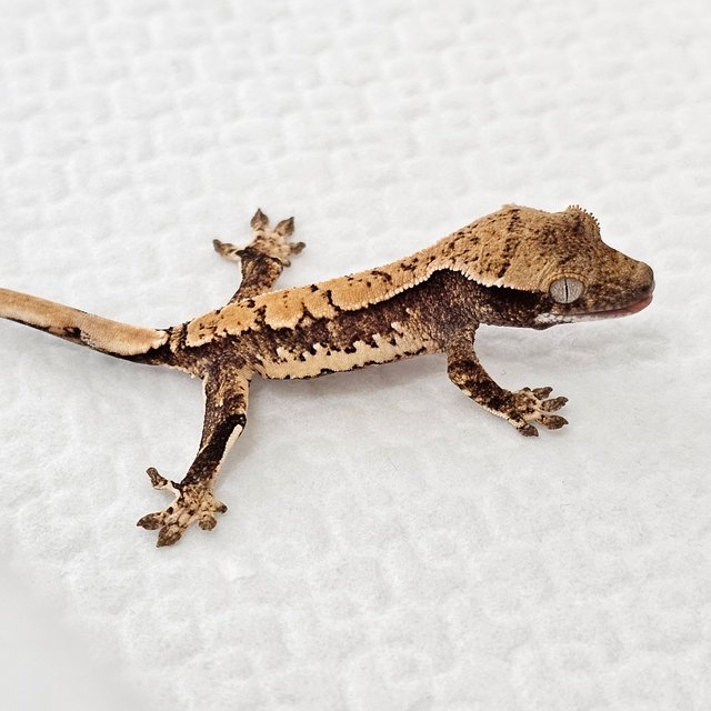 노멀 드리피 화이트스팟