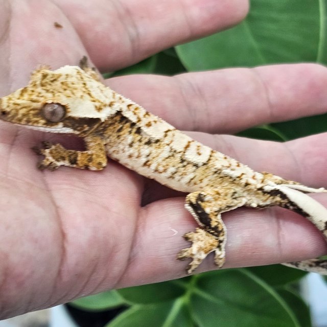 White Spot Drippy Normal Extreme Harlequin
