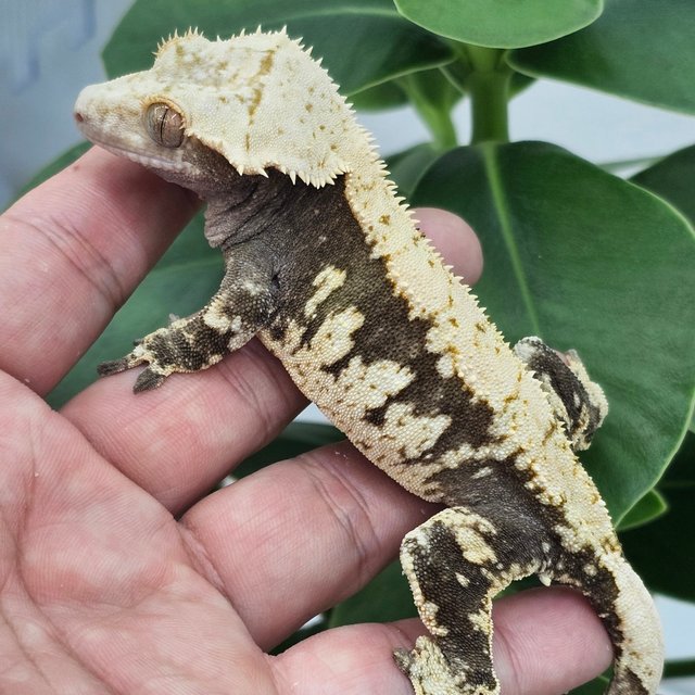100% Het Axanthic