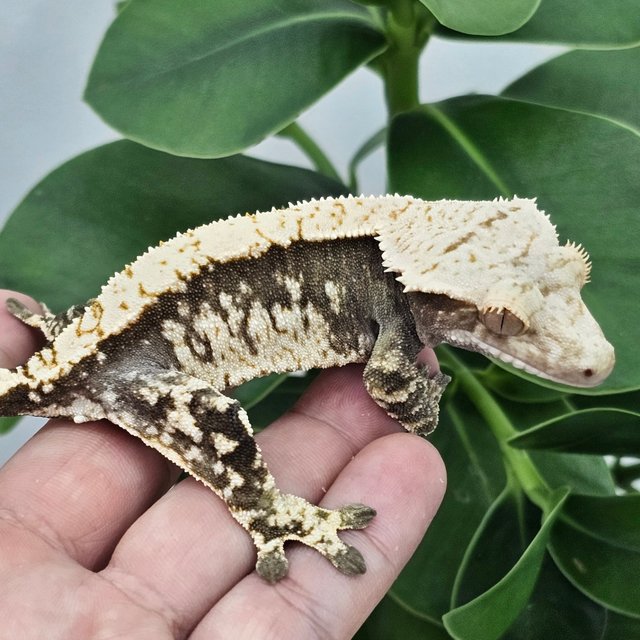 100% Het Axanthic