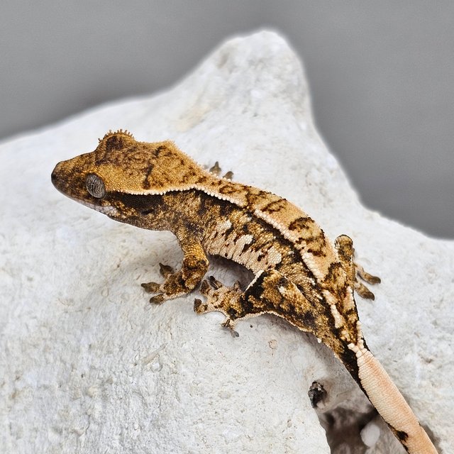 노멀 화이트스팟