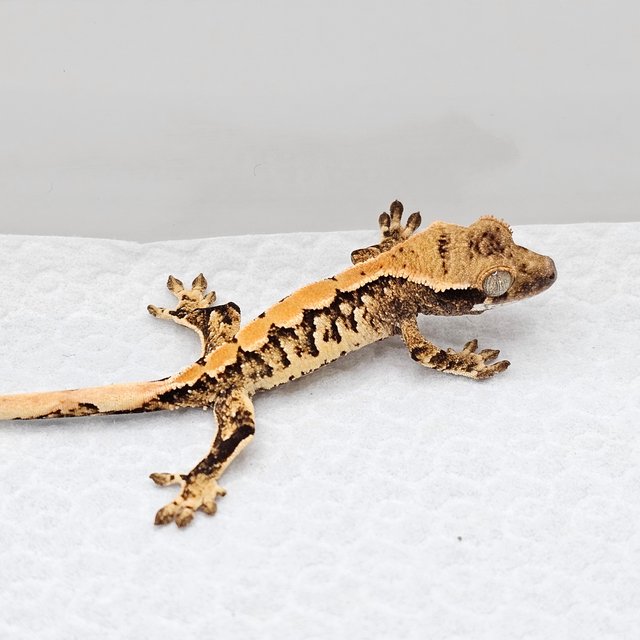 노멀 드리피 익스트림할리퀸 화이트스팟