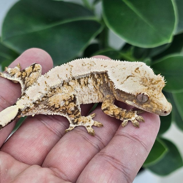 Normal Extreme Harlequin Drippy White Spot