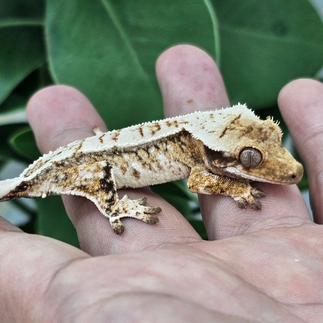 Normal Extreme Harlequin Drippy White Spot