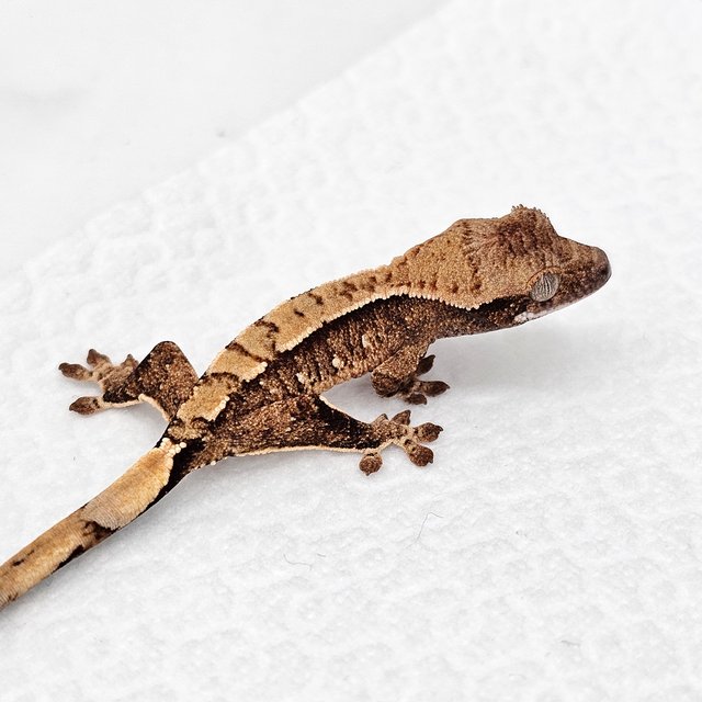 노멀 드리피 화이트스팟