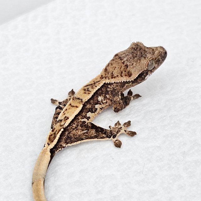 노멀 드리피 화이트스팟