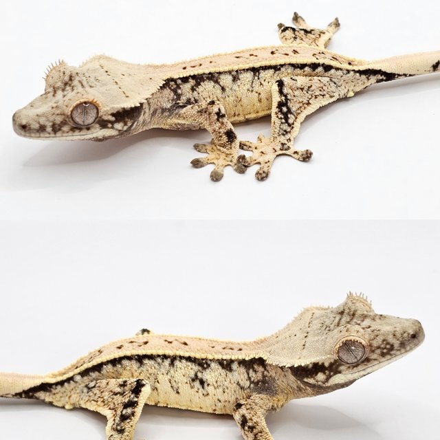 노멀 드리피 풀핀 화이트스팟