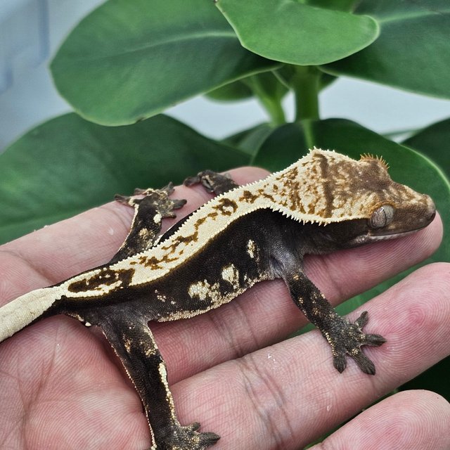 100% Het Axanthic