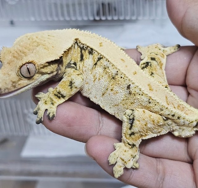 노멀 드리피 화이트스팟