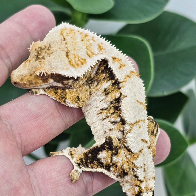 Tri White Spot Extreme Harlequin Normal