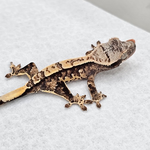 노멀 드리피 화이트스팟