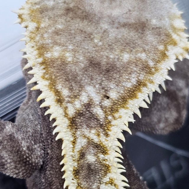 100% Het Axanthic