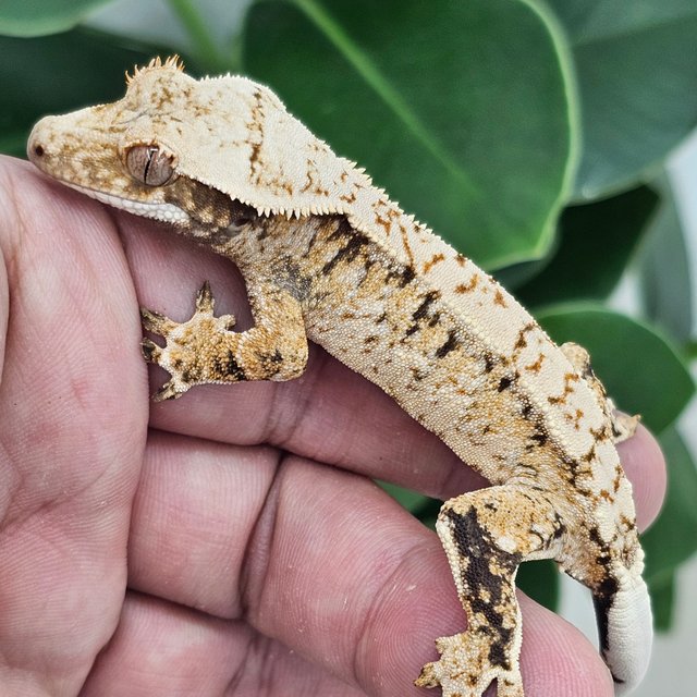 Tri Drippy White Spot Extreme Harlequin Normal