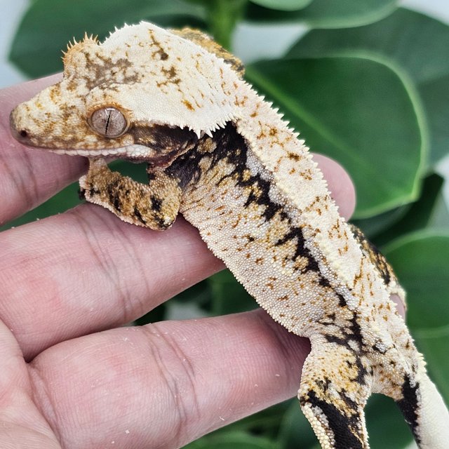 Normal Extreme Harlequin Drippy White Spot