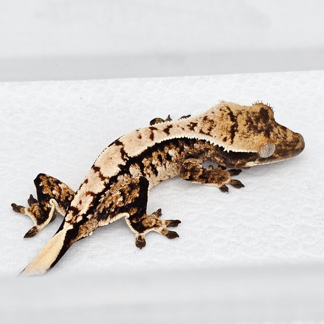 노멀 트라이 화이트스팟