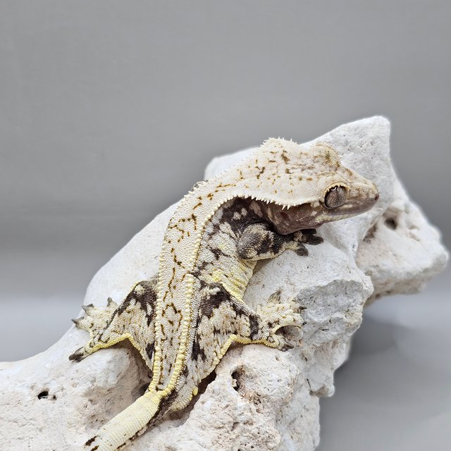 노멀 풀핀 드리피 화이트스팟