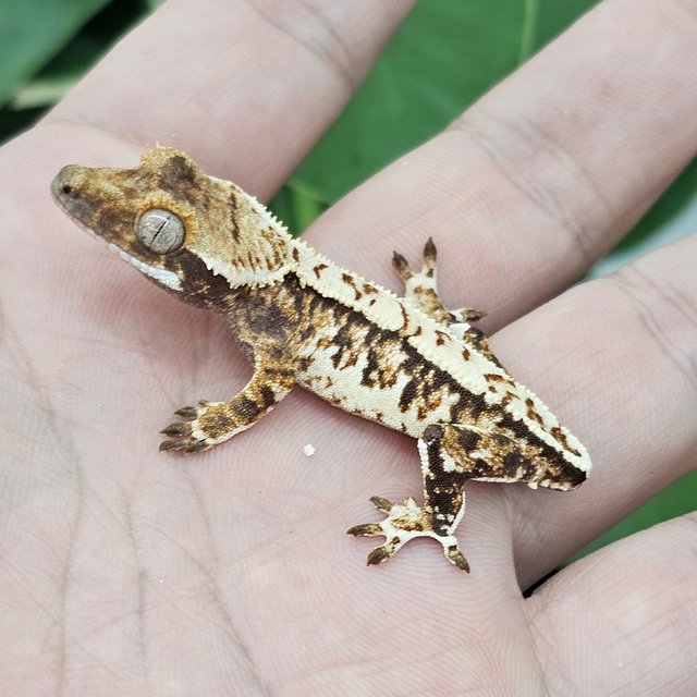 Normal Tri Extreme Harlequin White Spot