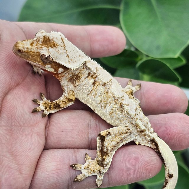 Extreme Harlequin Red Drippy Normal White Spot