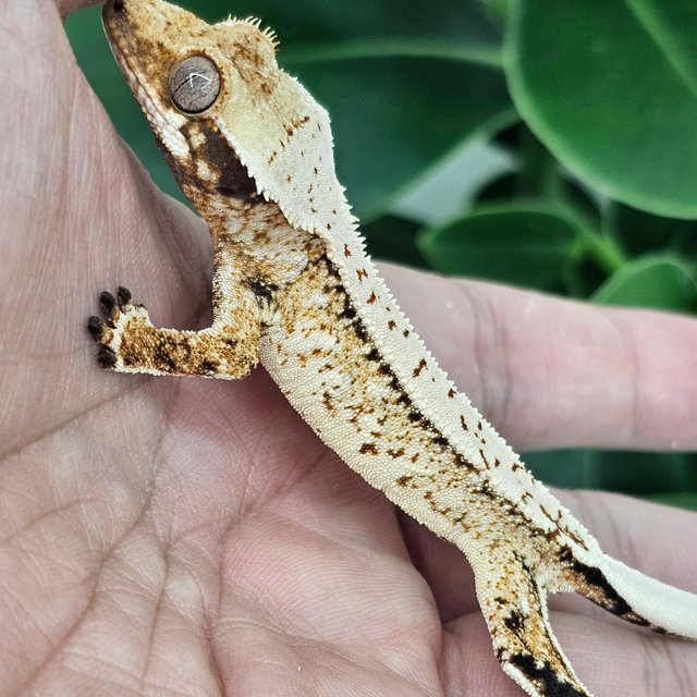 Normal Drippy White Spot