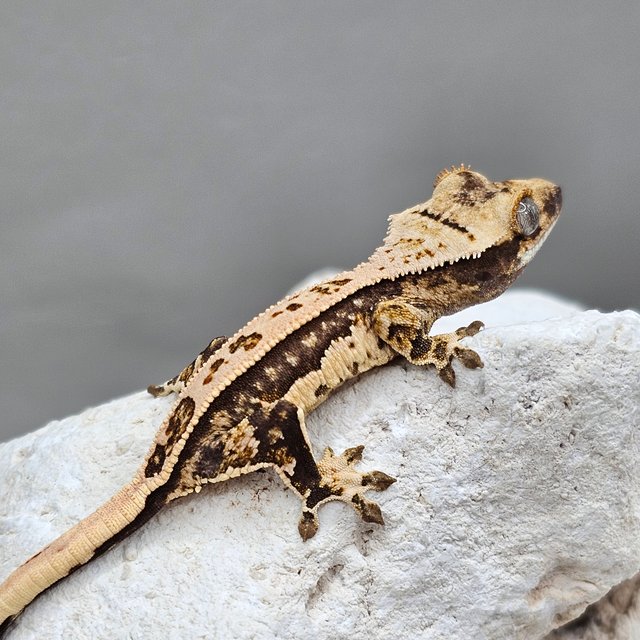 노멀 풀핀 쿼드 화이트포트홀