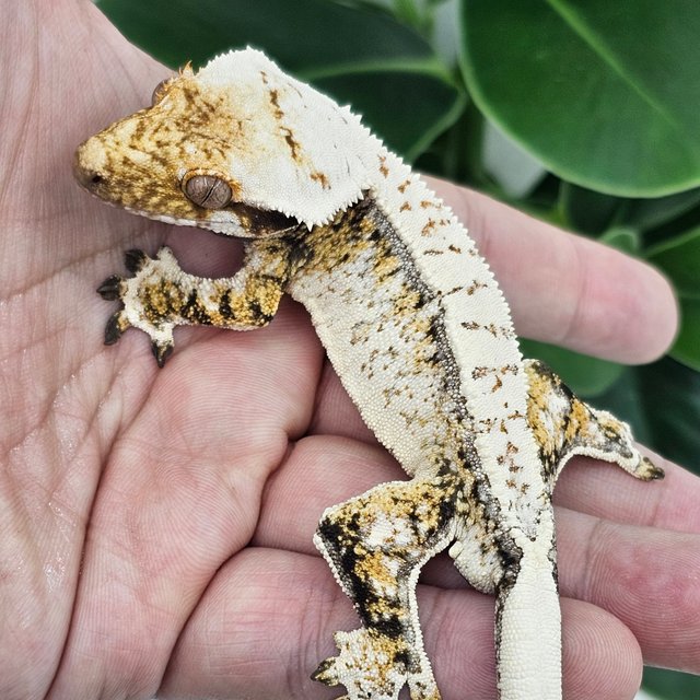 Normal White Spot White Drippy