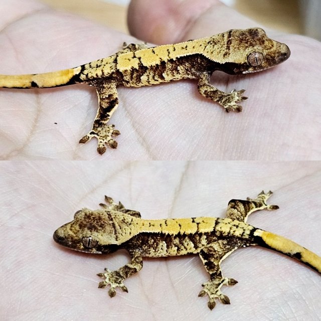 노멀 드리피 화이트스팟