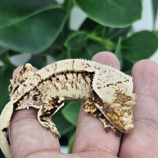 Normal Extreme Harlequin Drippy White Spot