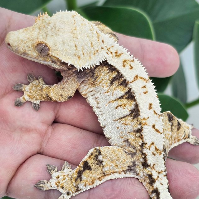 Extreme Harlequin White Spot Normal