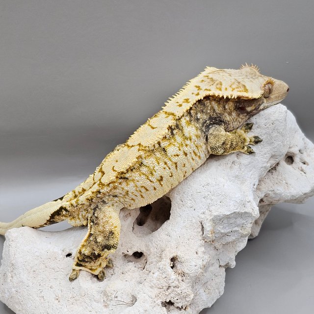 White Spot Normal Extreme Harlequin