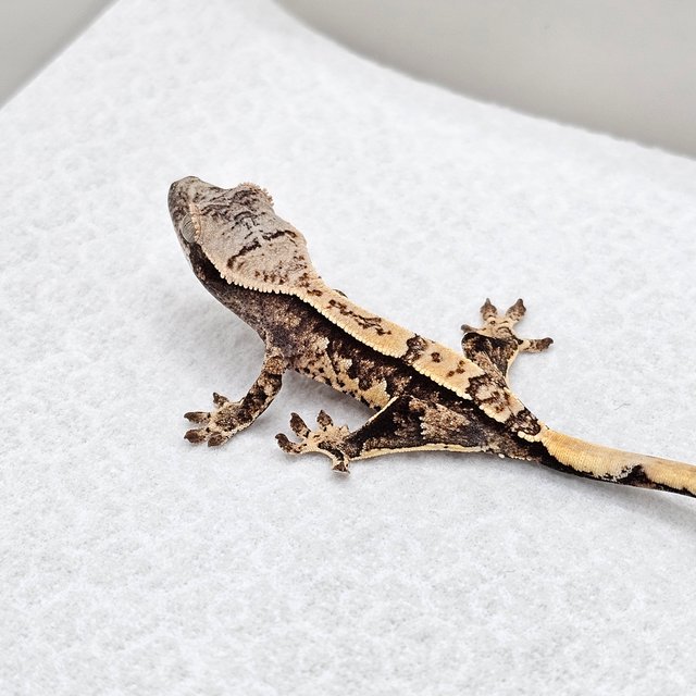 노멀 드리피 화이트스팟