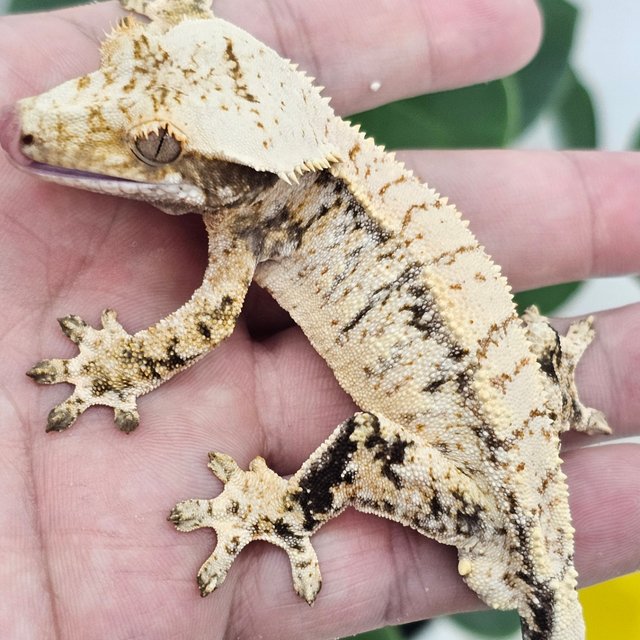 Normal Extreme Harlequin Drippy White Spot