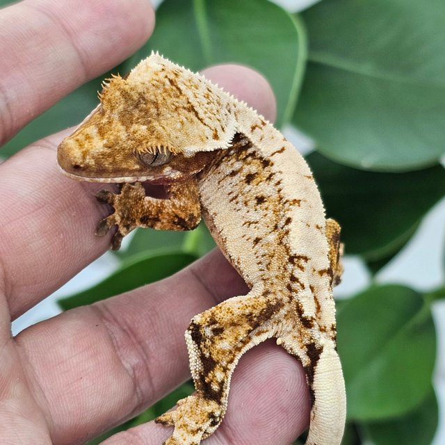Normal Red Extreme Harlequin Drippy White Spot