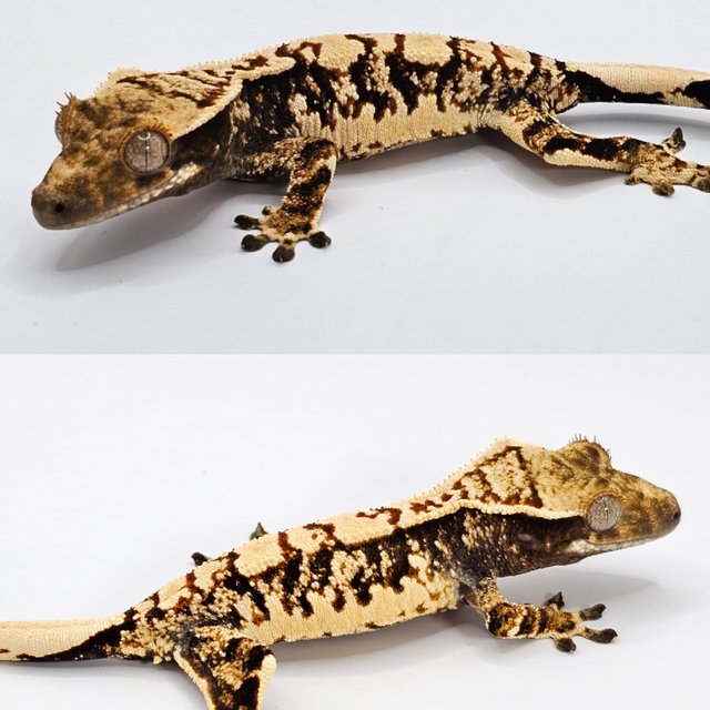 노멀 드리피 화이트스팟