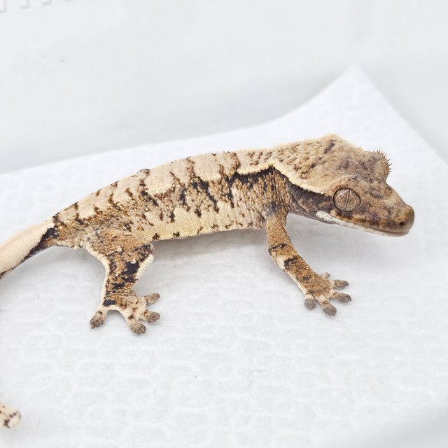 Extreme Harlequin White Spot Tangerine Normal