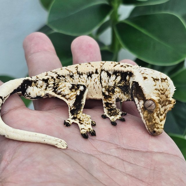 Extreme Harlequin White Spot Drippy Normal