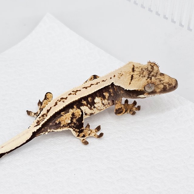 노멀 풀핀 화이트스팟