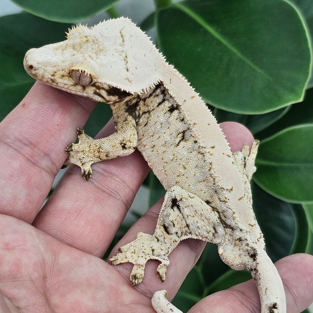 Normal White Drippy White Spot