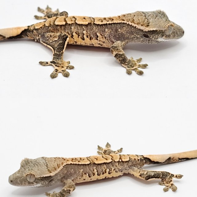 노멀 드리피 화이트스팟