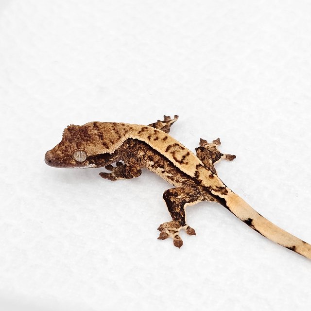 노멀 드리피 화이트스팟