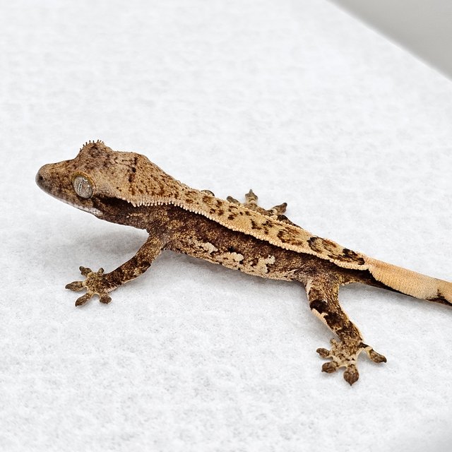 노멀 드리피 화이트스팟