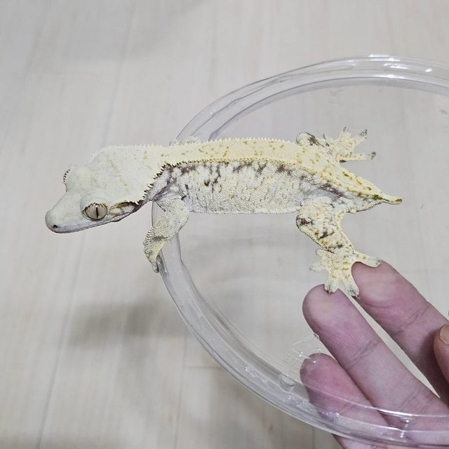 Normal Full Pinstripe Drippy White Spot