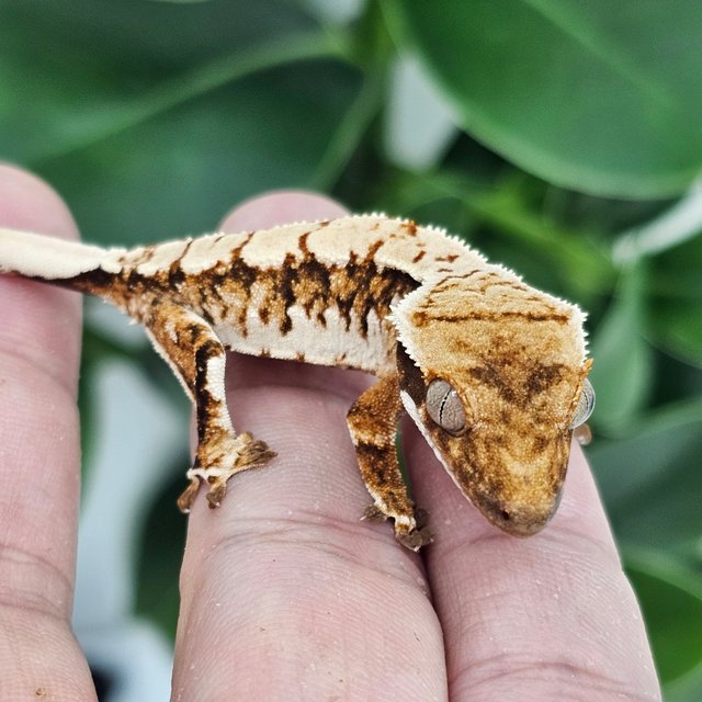 Normal Tangerine Extreme Harlequin White Spot