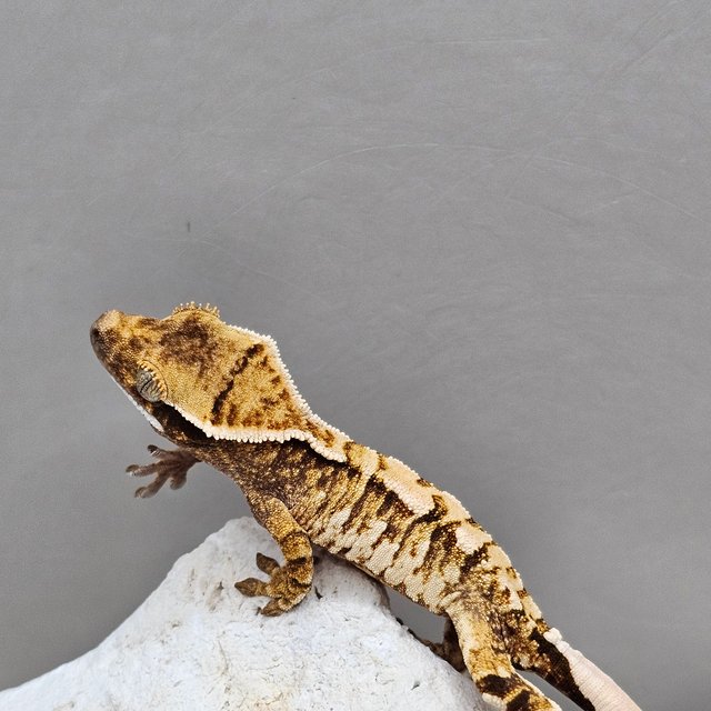 노멀 할리퀸 화이트스팟